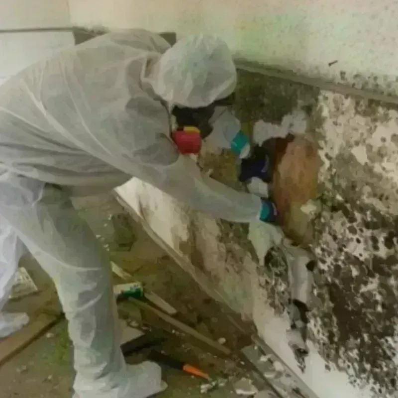 Mold Remediation and Removal in Flemington, NJ